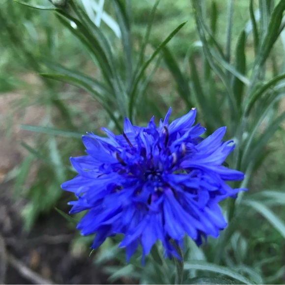 Meet your Posher, Michelle - Picture 7 of 10